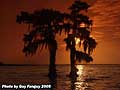 Guy Fanguy - Artist - Photographer - Guy Fanguy - Campgrounds - Louisiana -  Lake End Park in Morgan City (105).jpg Size: 47926 - 11
